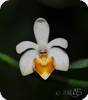 Phal. malipoense auf Ton
